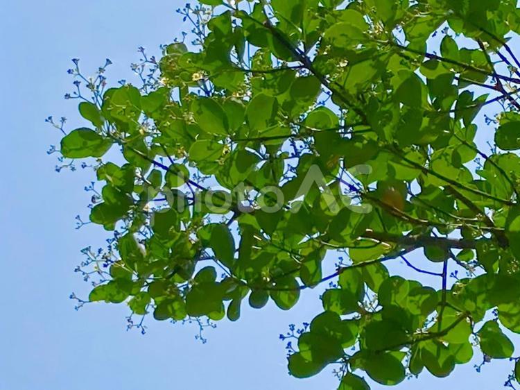 青空と木の葉 木の葉,青空,背景の写真素材