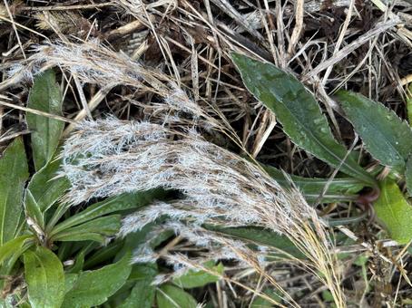 霜が下りたススキの穂 ススキ,薄,霜の写真素材