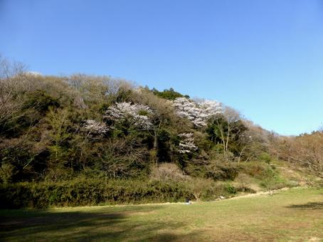郊外の山並みに紛れて咲くサクラの木 郊外の山並みに紛れて咲くサクラの木 山並み,丘,小山の写真素材