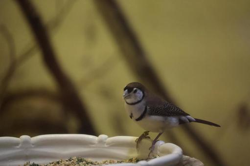 餌箱にとまるカノコスズメのアップ 餌箱にとまるカノコスズメのアップの写真