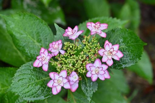 Photo, hydrangea, rainy season, flower, 