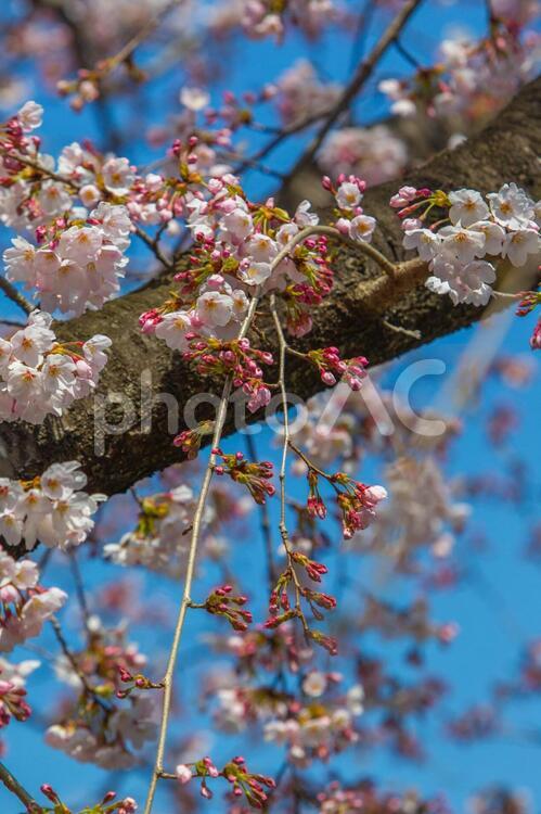 しだれ桜 桜,しだれ桜,ピンクの写真素材