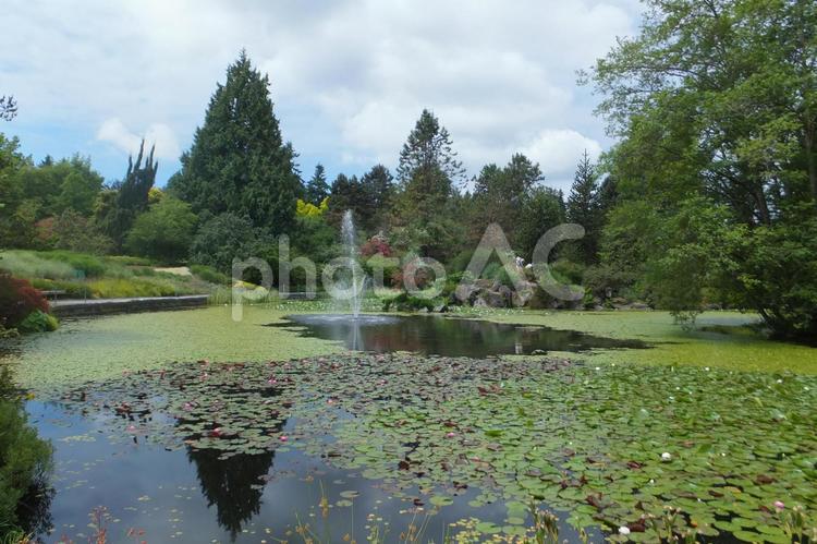 睡蓮の池 植物園,池,睡蓮の写真素材