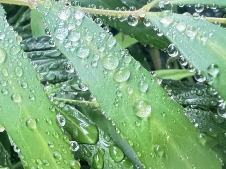 葉の水滴 葉の水滴 葉,グリーン,水滴の写真素材