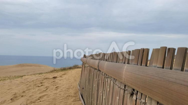 砂丘と竹柵 砂丘,防砂柵,竹柵の写真素材