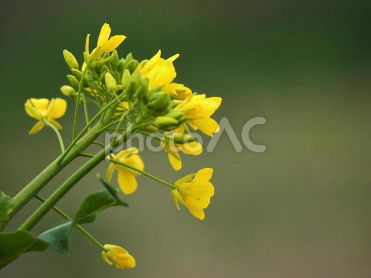菜の花のイメージ 菜の花,花,春の写真素材