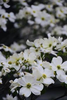Dogwood in full bloom, JPG
