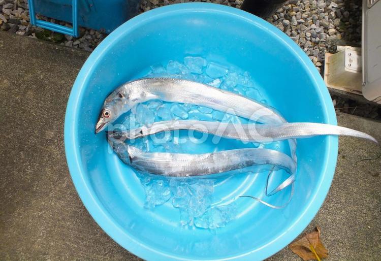 細い魚と太った魚　太刀魚 タチウオ,タライ,氷の写真素材
