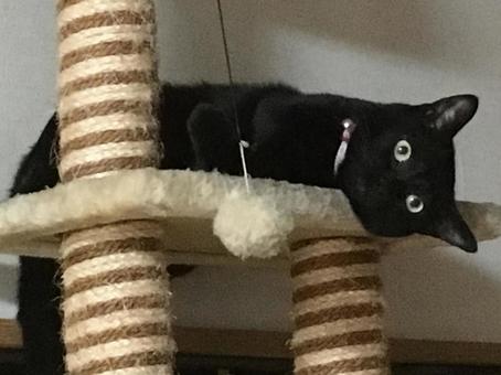 キャットタワーでダレる黒猫 キャットタワーでダレる黒猫の写真