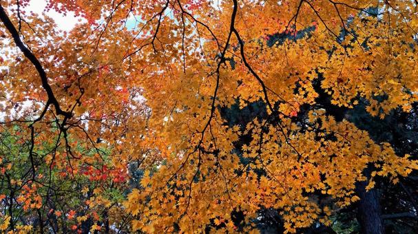紅葉　北海道 秋,紅葉,黄色の写真素材