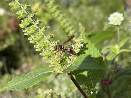 青じその花とコアシナガバチ 03 青じその花とコアシナガバチ 03 コアシナガバチ,小脚長蜂,青ジソの写真素材