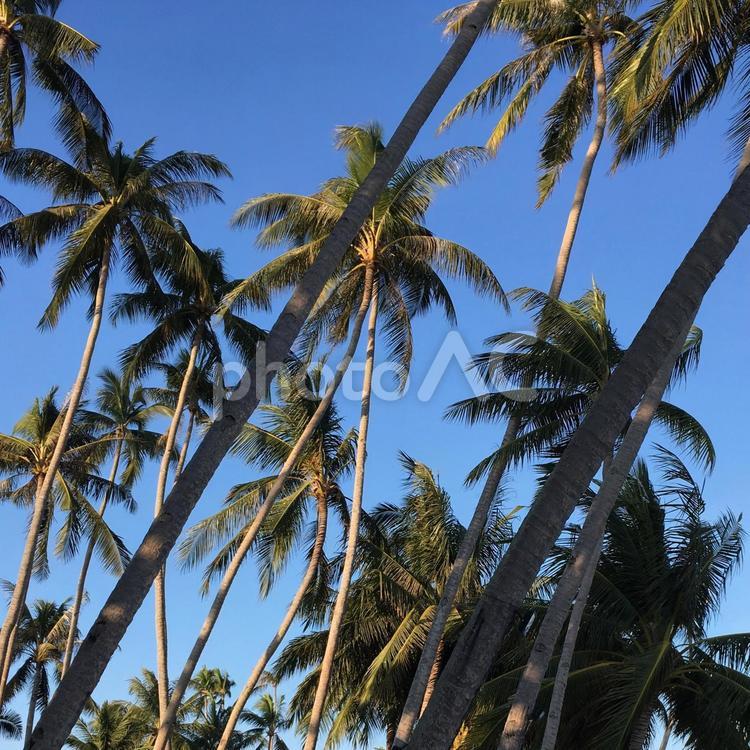 椰子の木 椰子の木,ココナッツ,ヤシの写真素材