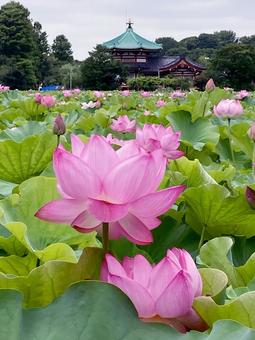 ハス ハス ハス,蓮,花びらの写真素材
