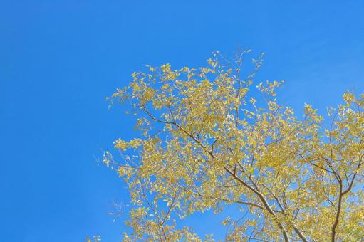 黄色く色付く街路樹の葉3 葉っぱ,葉,秋イメージの写真素材