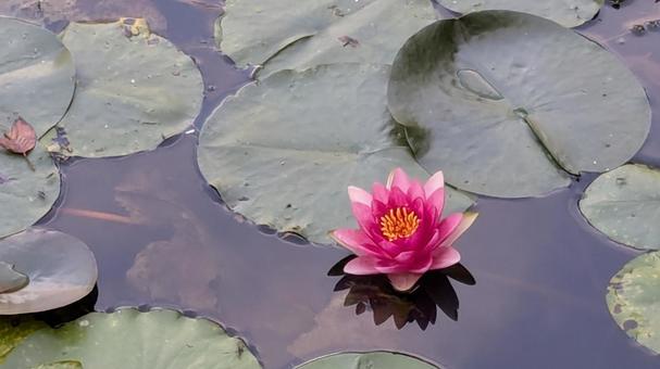 ポツンと蓮 ポツンと蓮 赤い,ピンク,蓮の花の写真素材