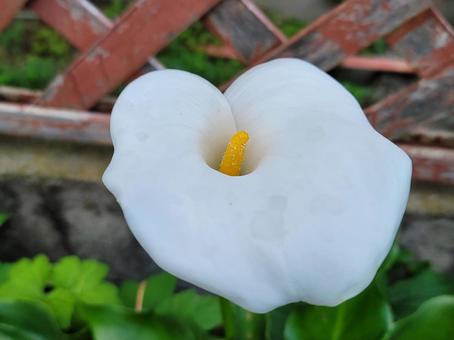 カラー カラーの写真