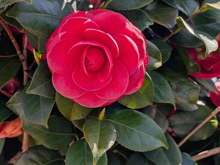 美しい椿の花 美しい椿の花 椿,花,赤の写真素材
