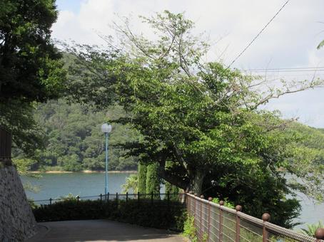 初夏 初夏の写真