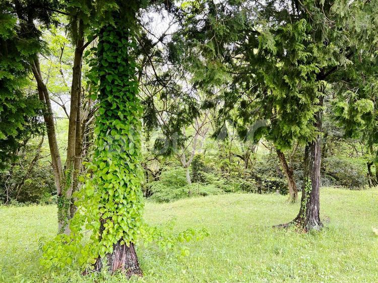 ツタの這う木 木,つた,植物の写真素材