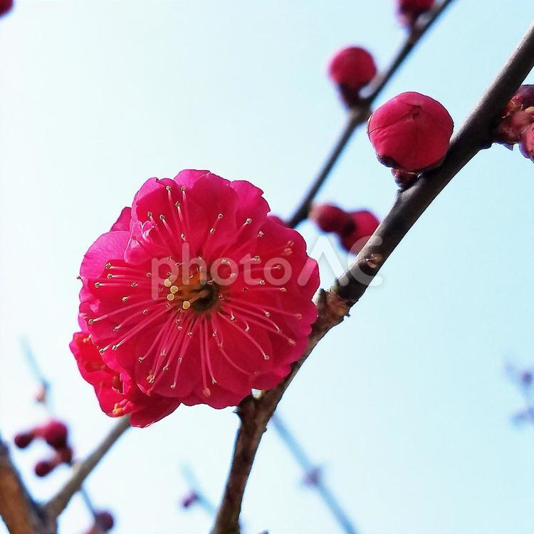 梅の木 木,梅,樹木の写真素材
