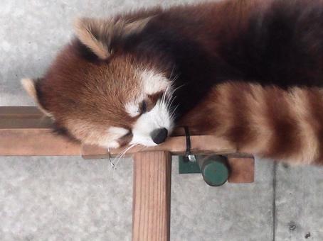 red panda, JPG