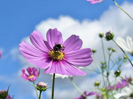 コスモスの写真