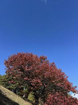 晩秋の小坂田公園の紅葉（長野県塩尻市） 小坂田公園,紅葉,秋の写真素材