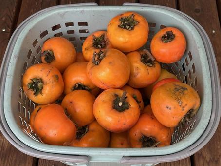 柿 柿,果物,橙色の写真素材