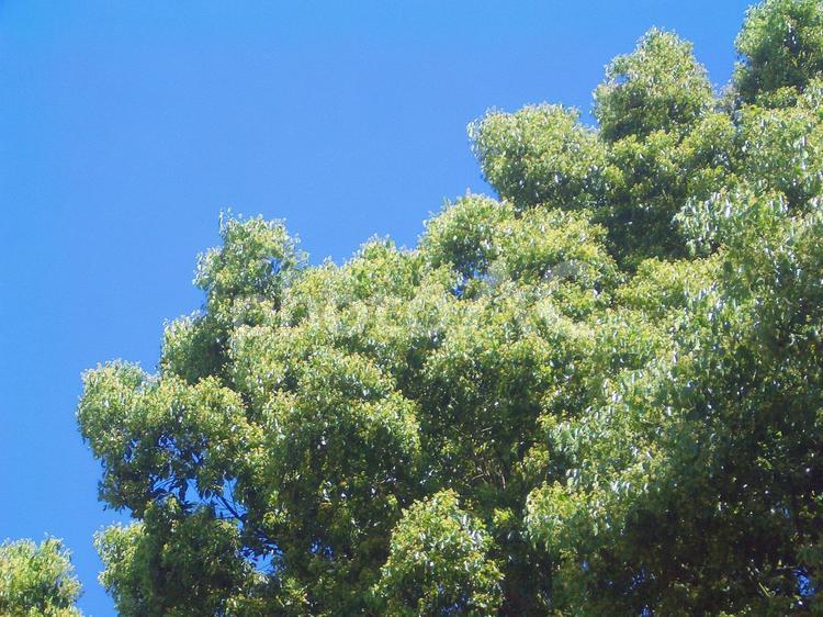 樹木と青空 樹木,植物,木の写真素材