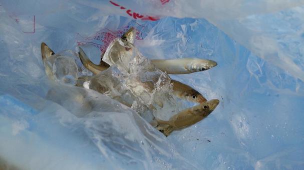 キス釣り キス釣り キス釣り,キス,シロギスの写真素材