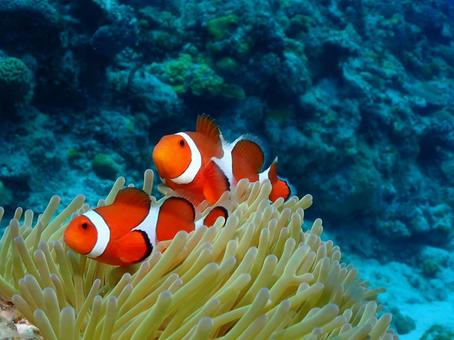 沖縄のカクレクマノミの写真