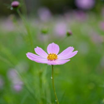 雨上がりのコスモス畑 雨上がりのコスモス畑 コスモス,コスモス畑,秋の写真素材