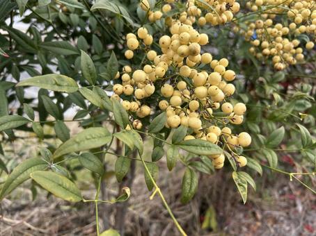 シロミナンテン シロミナンテン,白実南天,南天の写真素材