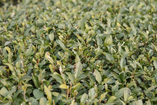 冬に剪定された茶畑 冬に剪定された茶畑 茶畑,剪定,茶の写真素材