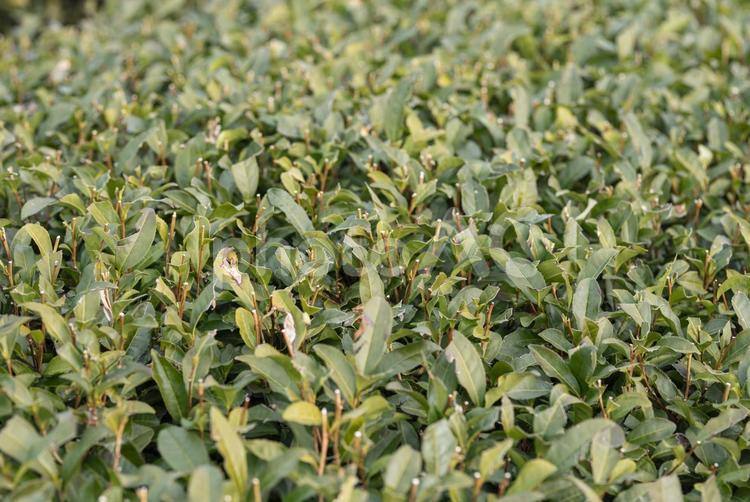 冬に剪定された茶畑 茶畑,剪定,茶の写真素材