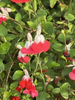 赤い初夏の花の写真