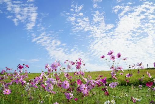 秋晴れ コスモス,秋,晴天の写真素材