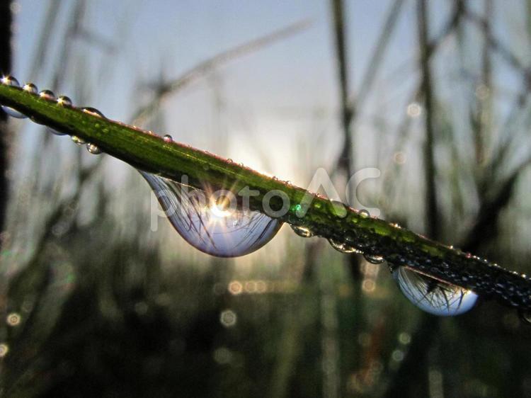 水滴と緑の葉と朝日Water drops 水滴,すいてき,waterの写真素材