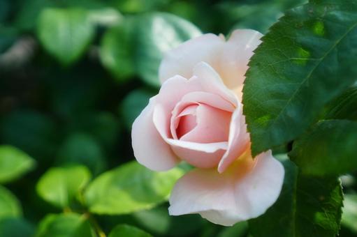 淡いピンクの薔薇 薔薇,自然,美しいの写真素材