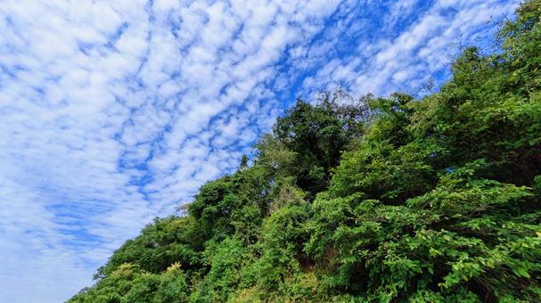 青空と緑の木々-34 青空と緑の木々-34 空,空背景,秋の写真素材