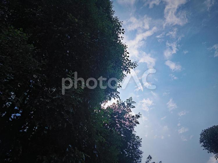 木の下から.4 木,植物,木の下からの写真素材