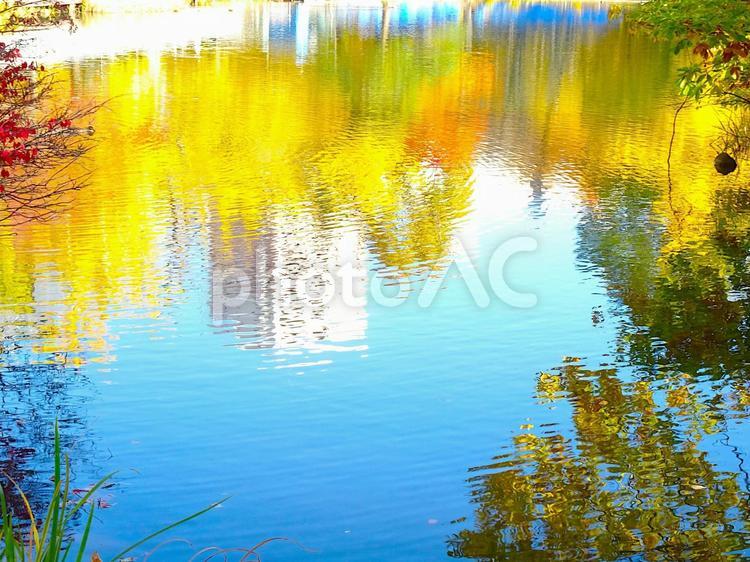 秋の紅葉が映る水面 秋,紅葉,水鏡の写真素材