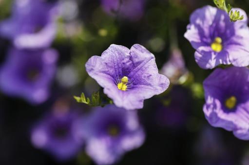 花 花の写真