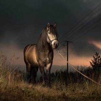 静かに佇む一頭の馬と夜景 静かに佇む一頭の馬と夜景の写真