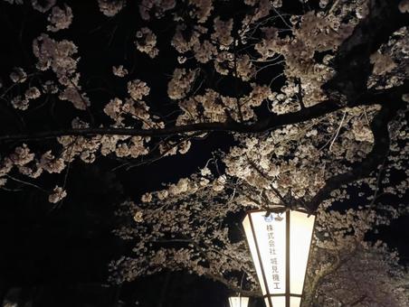 Cherry Blossoms at Night 19, JPG Cherry Blossoms at Night 19, JPG