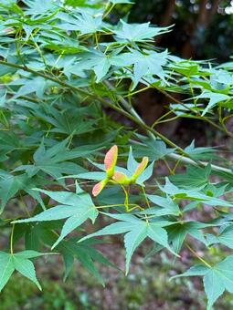 もみじの花 もみじの花,青もみじ,青紅葉の写真素材