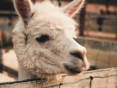 アルパカの写真