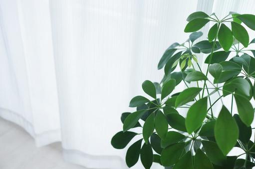 窓辺の観葉植物 窓辺の観葉植物の写真