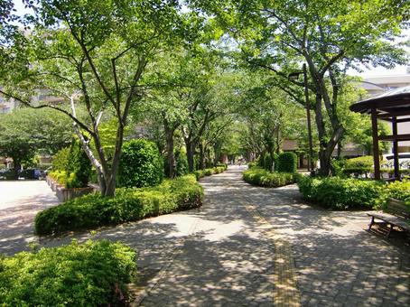 五月の緑風景-14 五月,緑,風景の写真素材