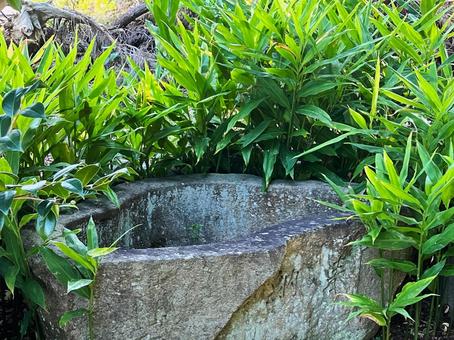 石鉢とミョウガ ミョウガ,石鉢,庭の写真素材